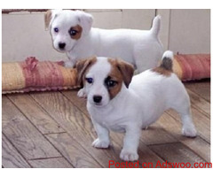 3 Adorable Jack Russel puppies For Sale