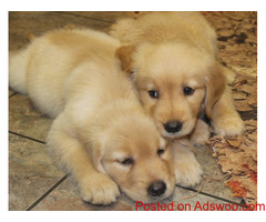 Cute Labrador Retriever Puppies Available