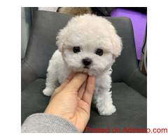 Bichon frise puppies ready