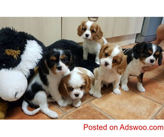 Beauriful Cavalier King Charles Puppies for Sale
