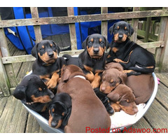 Doberman Pinschers Puppies For Sale