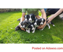 BORDER COLLIE PUPPIES FOR SALE