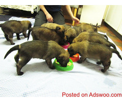 Malinois Belgian Malinois puppies