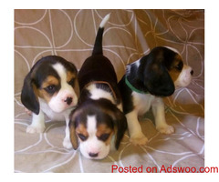Cute Beagle Puppies for Sale