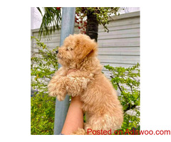 Teacup puppy