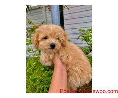 Teacup puppy