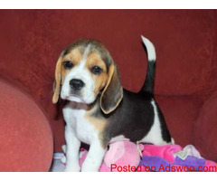 Beagle Puppies ready for new home
