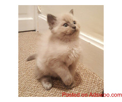 Lovable Ragdoll Kittens For Adoption