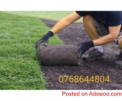 Landscaping and Grass