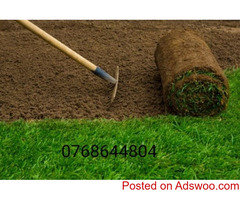 Landscaping and Grass