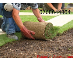 Landscaping and Grass