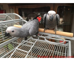 Lovely Pair Male and Female African Grey Babies Parrots
