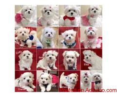 Teacup Maltese Puppies Availavle for Sale.