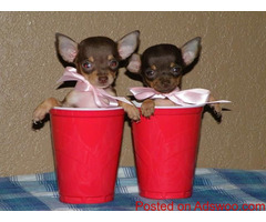 Cute Teacup Chihuahua Puppies