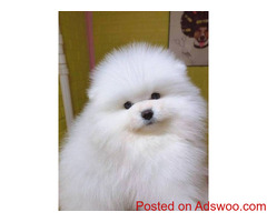 Male And Female Pomeranian Puppies Available