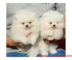Male And Female Pomeranian Puppies Available