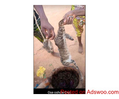 The best powerful spiritual herbalist in Nigeria +2347042962713