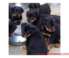 Best Quality Puppies In Delhi | Affordable | No Broker