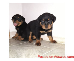 Best Quality Puppies In Delhi | Affordable | No Broker
