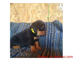 Best Quality Puppies In Delhi | Affordable | No Broker