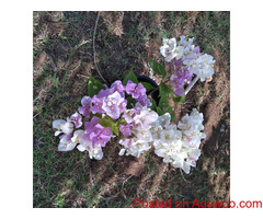 bougainvillea flowers pochchi and hanging post