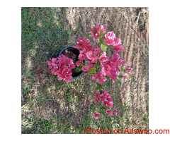 bougainvillea flowers pochchi and hanging post