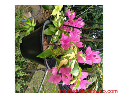 bougainvillea flowers pochchi and hanging post