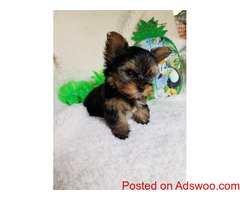 Beautiful Yorkshire Terrier puppies