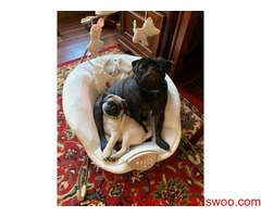 Stunning pug puppies for sale