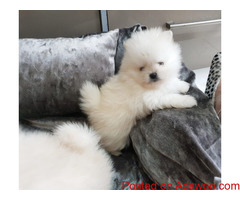 Adorable  Pomeranian  puppies