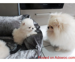 Adorable  Pomeranian  puppies