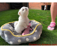 Cute looking Maltese Puppies Available