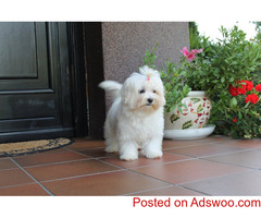 Cute looking Maltese Puppies Available