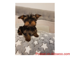 Top Class looking yorkie puppies