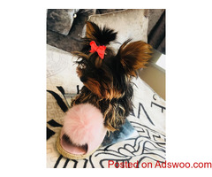 Top Class looking yorkie puppies