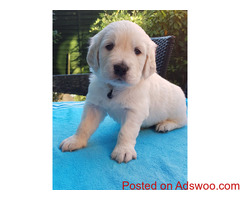Sweet golden retriever puppies for rehoming