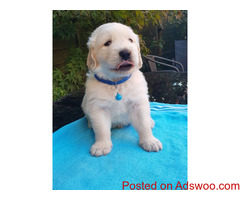 Sweet golden retriever puppies for rehoming