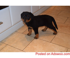 Lovely rottweiler puppies