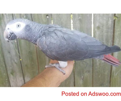 Handreared African Grey!!!
