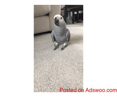 Handreared African Grey!!!