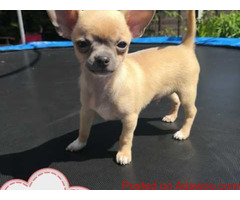 2Pure Breed Chihuahua Puppies