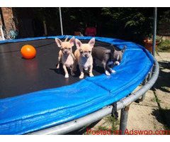 2Pure Breed Chihuahua Puppies