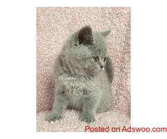 Gccf Lilac & Blue British Shorthair Kittens For Sale