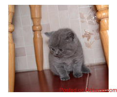 Gccf Lilac & Blue British Shorthair Kittens For Sale