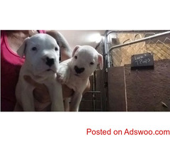Active Dogo Argentino Puppies For Sale
