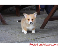 Pembroke Welsh Corgi Puppies For Sale