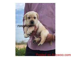 LABRADOR MALE & FEMALE ARE AVAILABLE HOME.... 7300930479