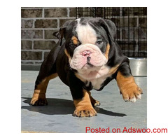 Adorable English Bulldog Puppy for sale