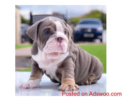 Adorable English Bulldog Puppy for sale