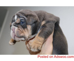 Adorable English Bulldog Puppy for sale